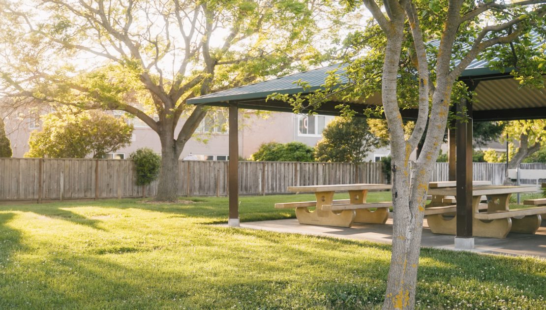 grass and tree in a backyard