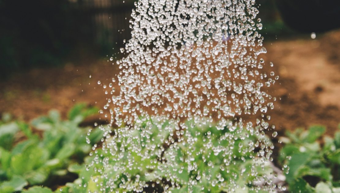 watering plants in a garden