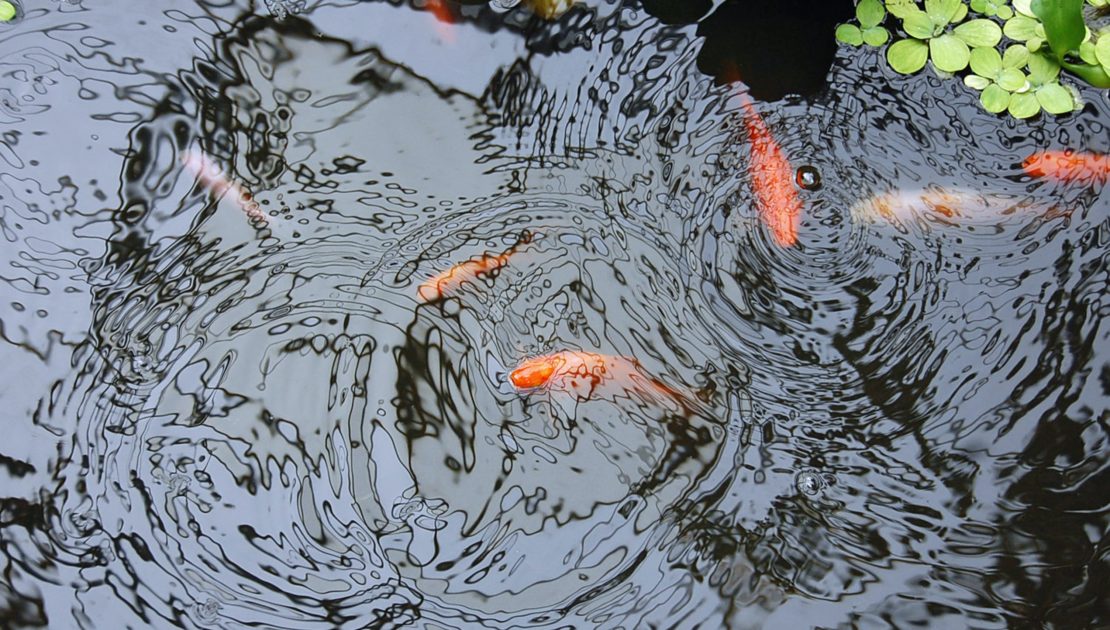 Koi Pond