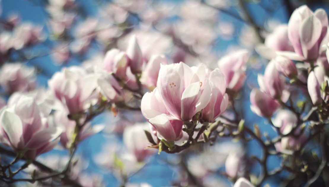 magnolia flower bloom