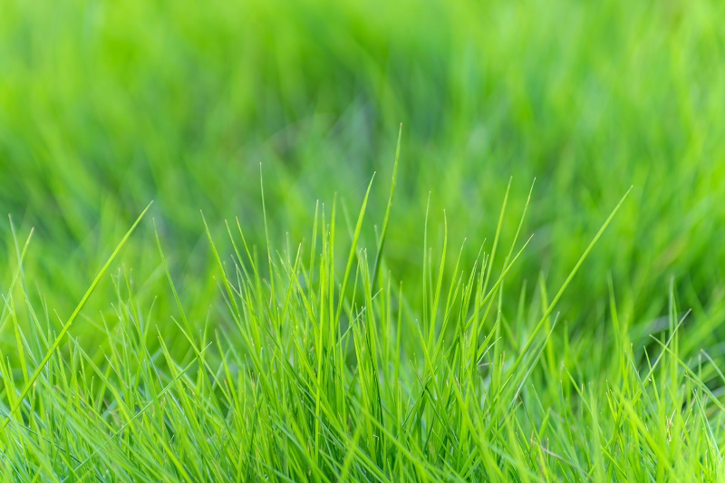 Perfect-Grass