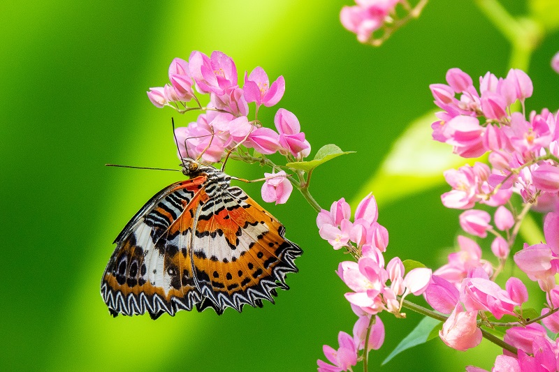 Butterfly-Garden